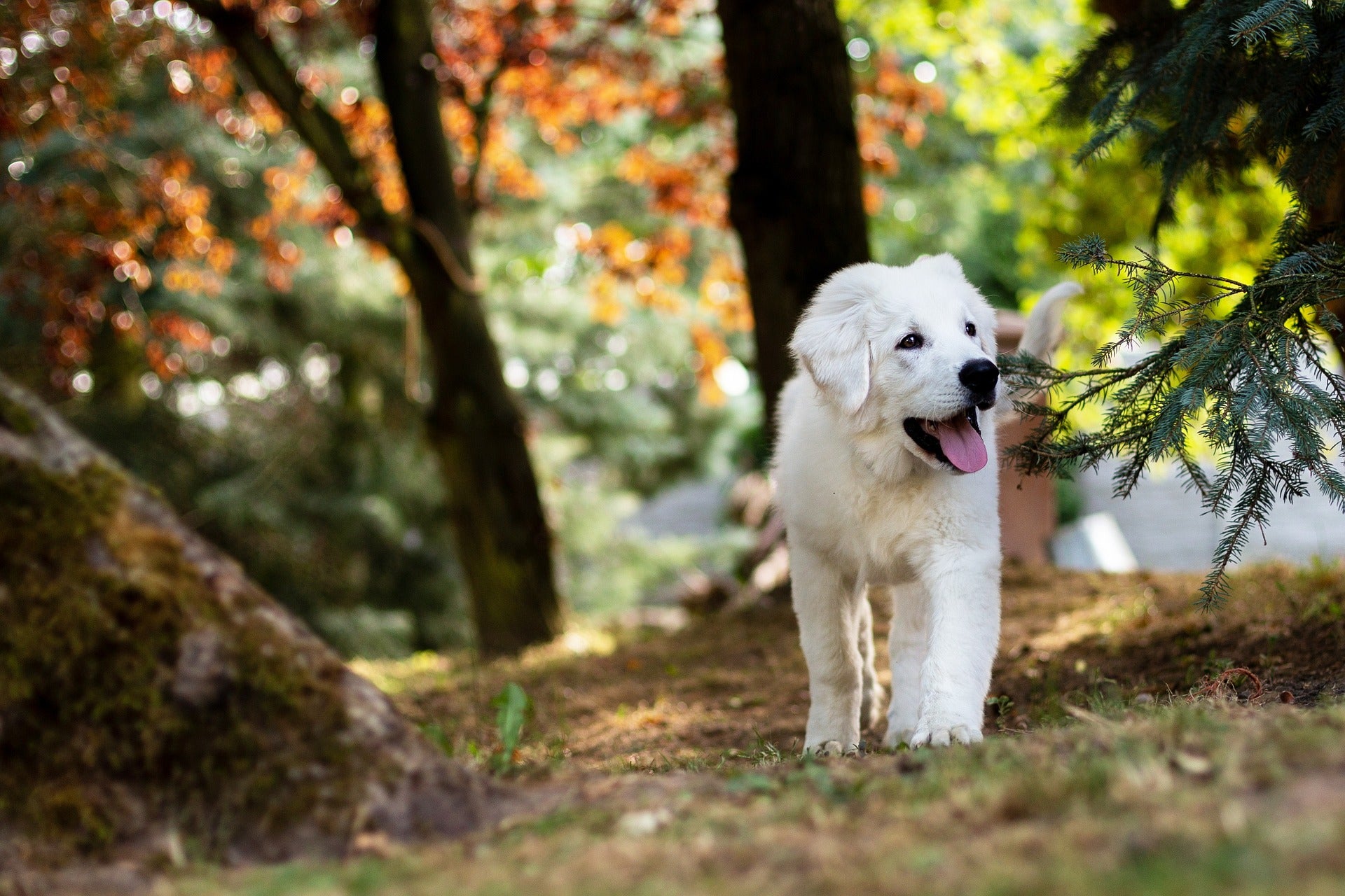 Hund-im-Wald-guckt-in-die-Ferne